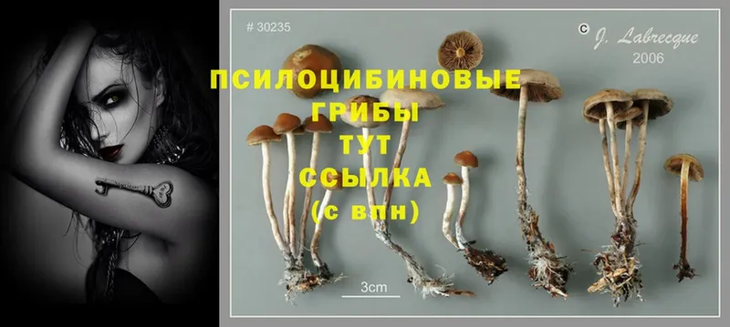 наркота  даркнет клад  Псилоцибиновые грибы Magic Shrooms  Ветлуга 